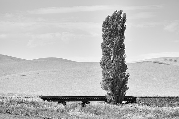 Tree and Trestle, Bauer Rd, Uniontown, WA