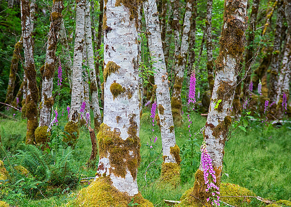 Birch and Foxglove, Sol Duc Falls, Olympic National Park, WA