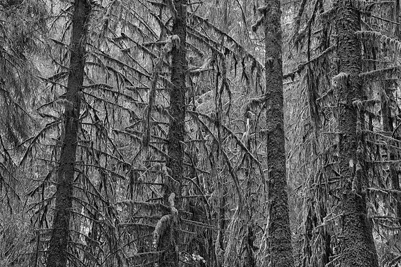 Moss-covered Pines, Hoh Rainforest, Olympic National Park, WA