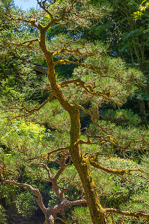 Nine Needle Pine, Portland Japanese Garden, Portland, OR
