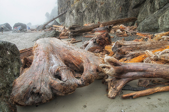 Massive Driftwood, Ruby Beach, Olympic National Park, WA