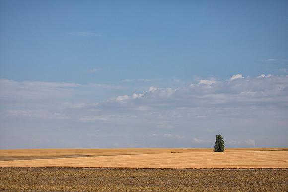 Tree on the Horizon, Cloverland Rd, Asotin, WA