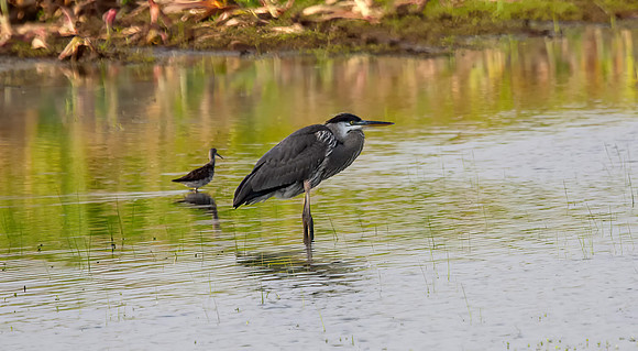 Black-crowned Night Heron With Greater Yellowlegs