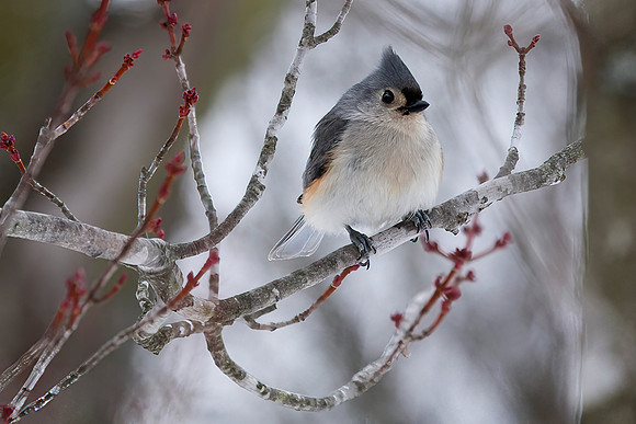 Tufted Titmouse