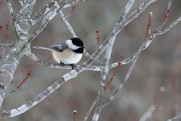 Black-Capped Chickadee