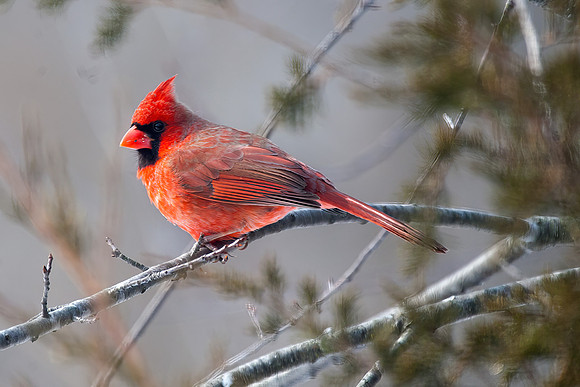 Northern Cardinal, Male