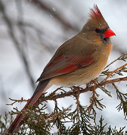 Northern Cardinal, Female