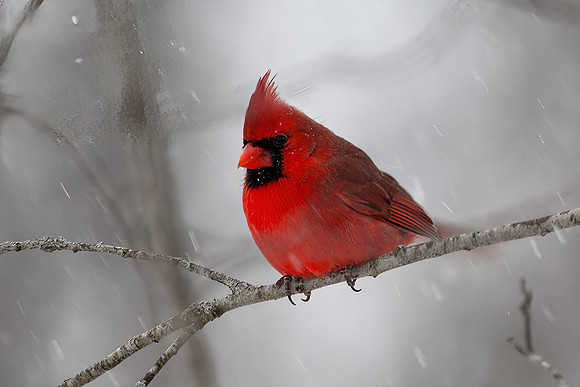 Northern Cardinal, Male