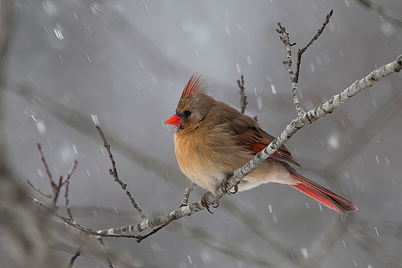 Northern Cardinal, Female