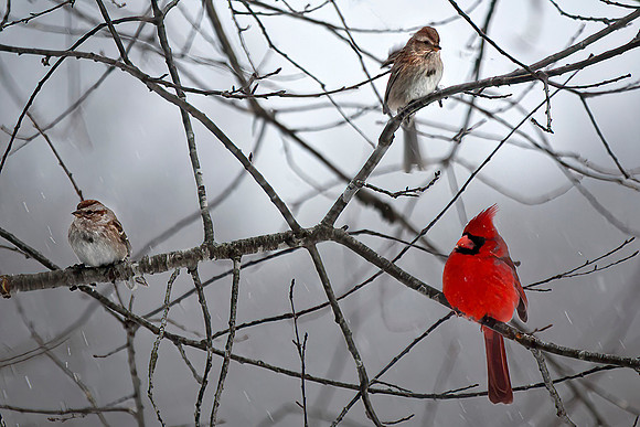 Male Northern Cardinal with Field Sparrows