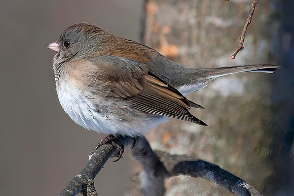 Oregon Junco