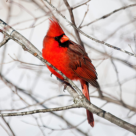 Northern Cardinal, Male