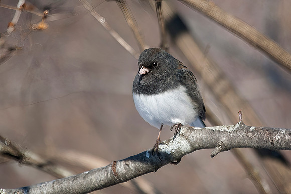 Dark Eyed (Northern) Junco