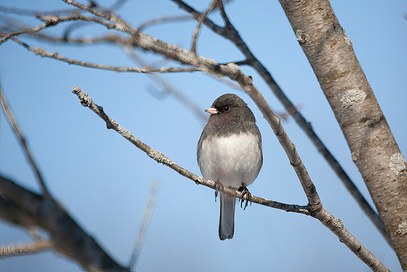 Dark Eyed (Northern) Junco