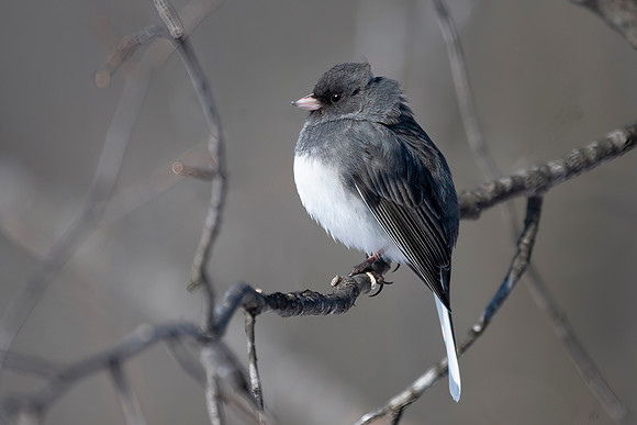 Dark Eyed (Northern) Junco