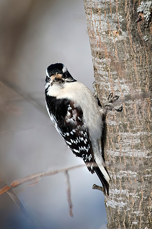 Hairy Woodpecker