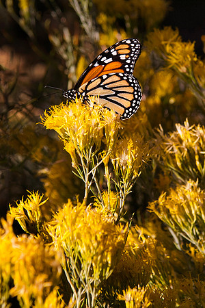 Monarch Butterfly