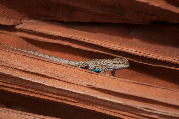Lizard