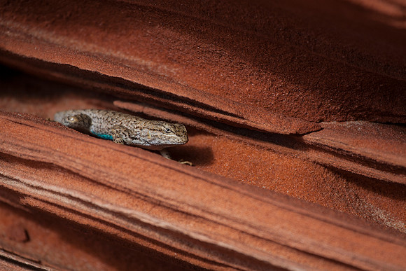 Lizard