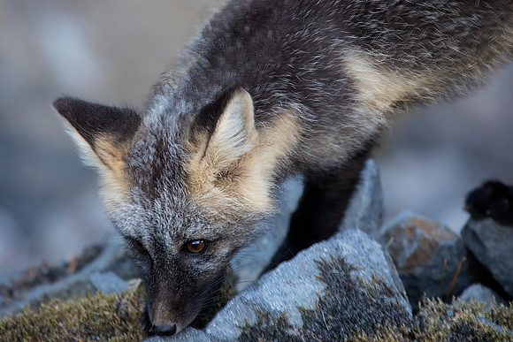 Cascade Fox - Cross Phase