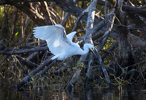 Snowy Egret
