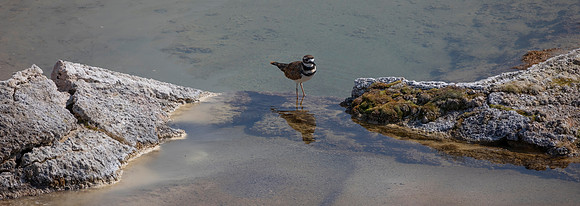 Killdeer