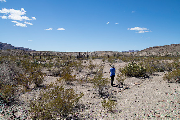 Sheryl at Big Bend Wax Factory, Glen Springs Rd, Big Bend National Park, TX (2018)