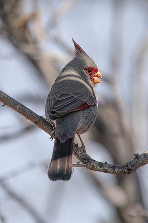 Pyrrhuloxia, Male