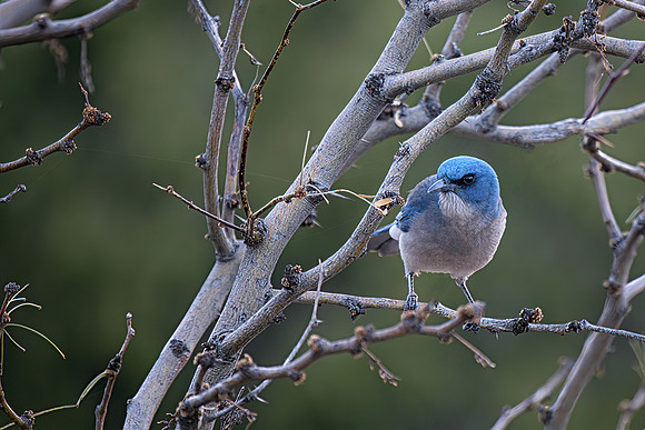 Mexican Jay