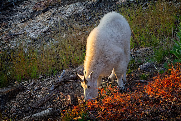 Mountain Goat Billy