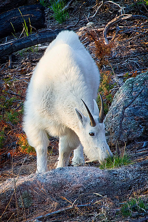 Mountain Goat Billy