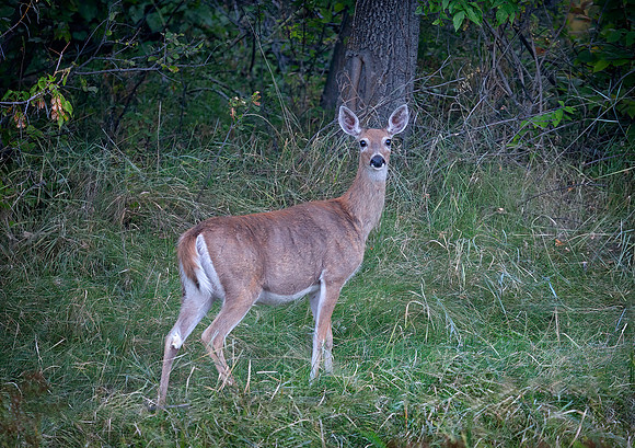 Whitetail Doe