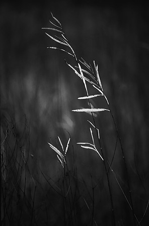 Sidelit Grasses, Lisle, IL