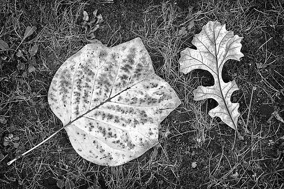 Leaves of Tulip Tree and Oak