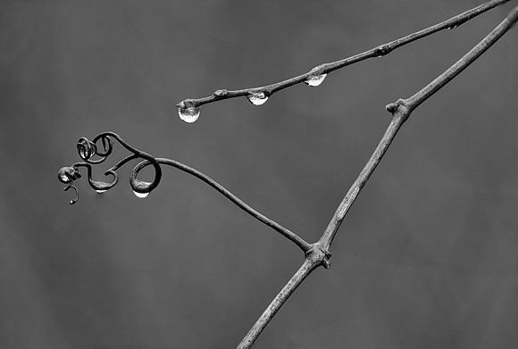 Dew Drops, Elburn, IL