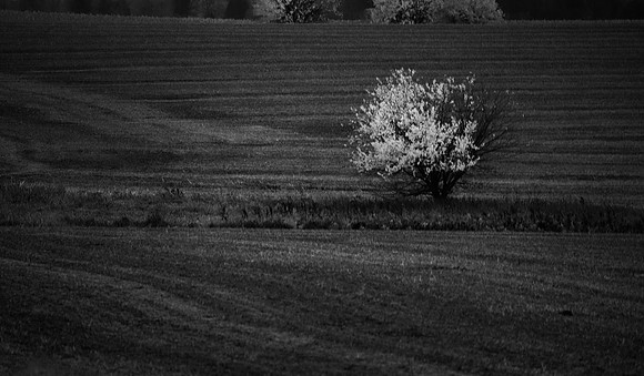 On a Hill, Lily Lake, IL