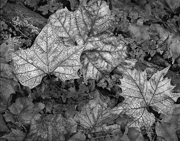 Autumn Leaves, Brown County, IN