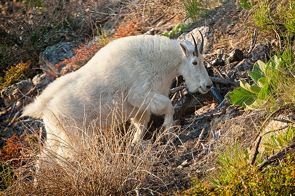 Mountain Goat