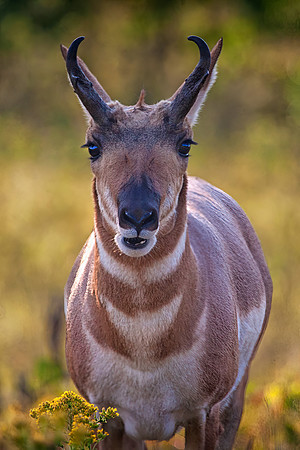 Pronghorn