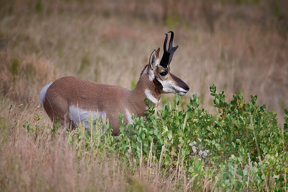 Pronghorn