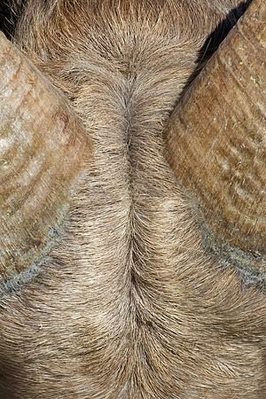 Big Horn Sheep