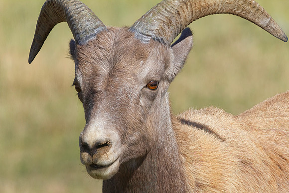 Big Horn Sheep