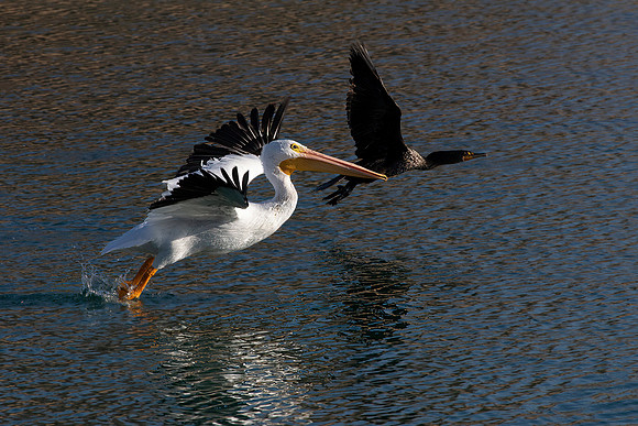 American White Pelican and Red-Faced Cormorant