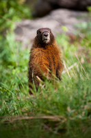Yellow-Bellied Marmot