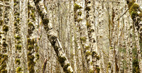 Birch and Moss, Hoh Rainforest, Olympic National Park, WA (March 26, 2004, 3:17 pm)