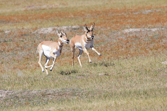 Pronghorn
