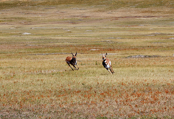 Pronghorn