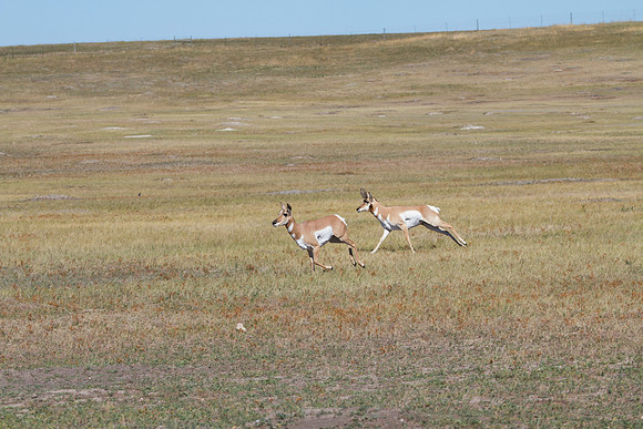 Pronghorn