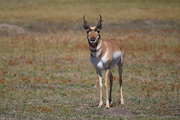 Pronghorn