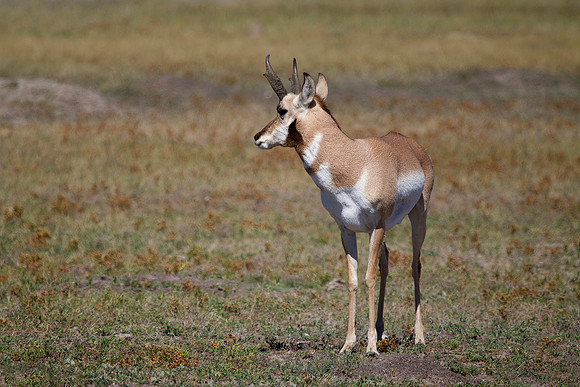 Pronghorn